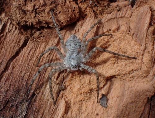 Réf. 298 177 : Philodromus margaritatus